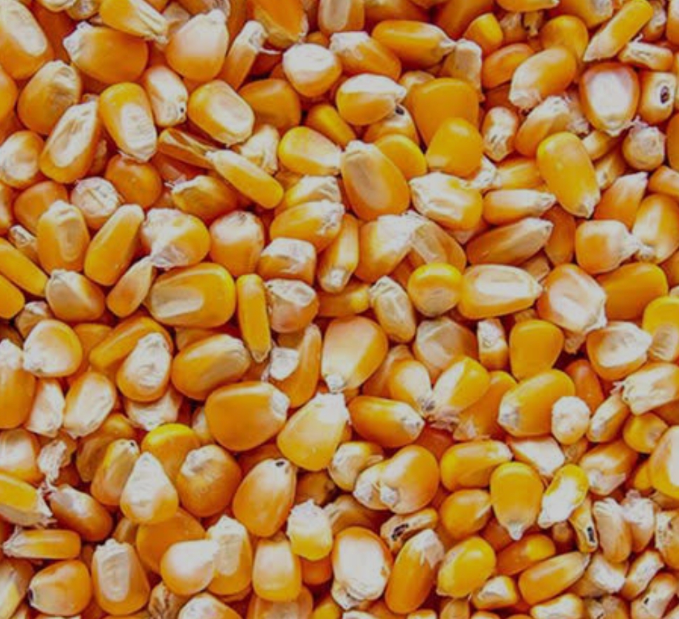 Food Grains Icon