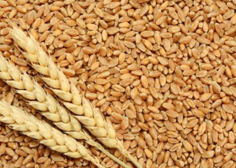 Food Grains Icon